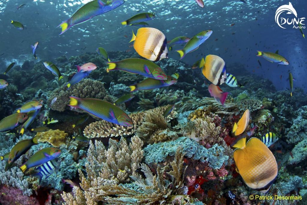 From Bali to Raja Ampat: Indonesia’s Best Dive Sites You Should Visit