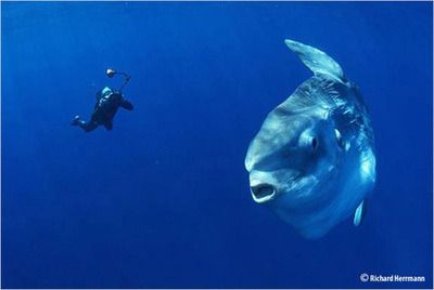 What Divers Shouldn’t Do During Mola Mola Season Bali