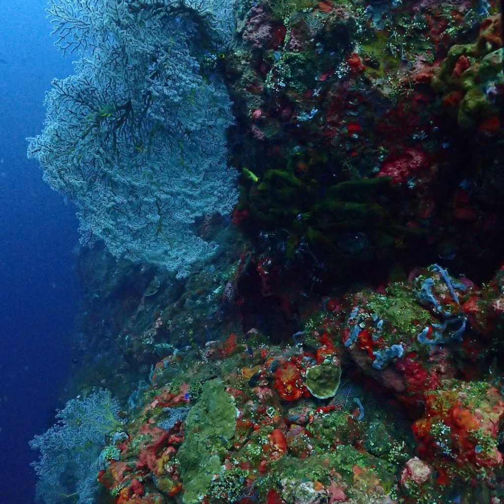 Wall Dive: Charmed by the Edge of Coral Reefs