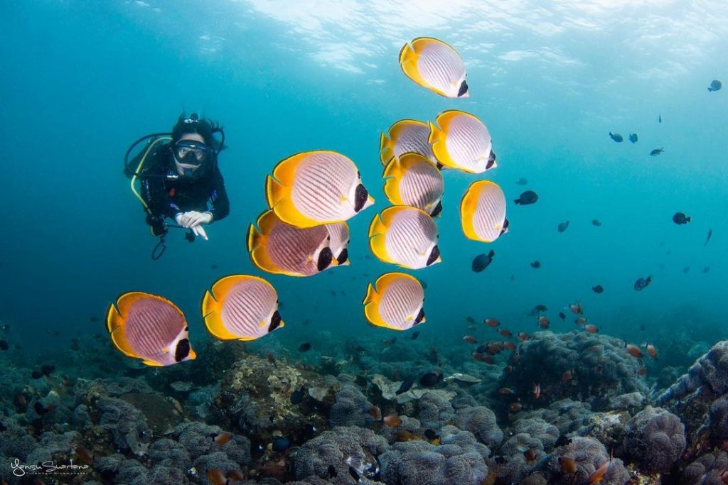 Five Types of Diving to Explore at Bali Dive Sites!