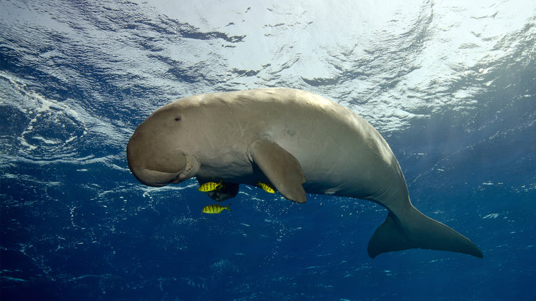 Dugongs for the lucky ones Diving In Komodo