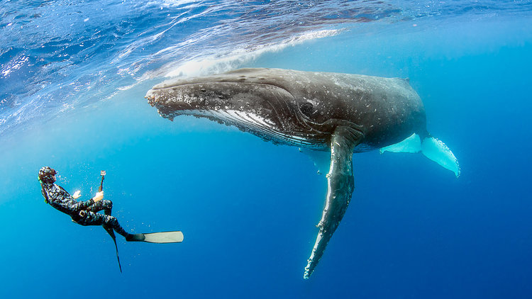 Meet a whale while diving in Komodo.