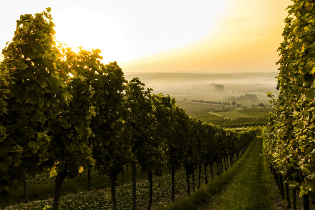 wine tour